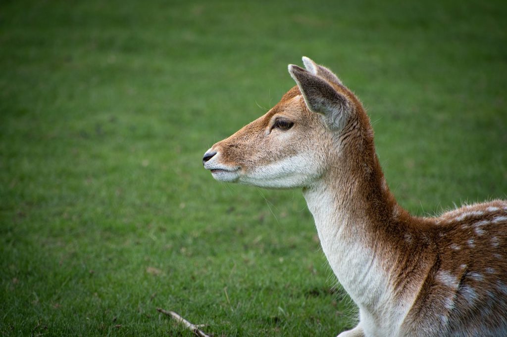 Free Animal Wallpaper